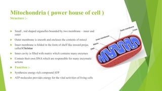 Mitochondria ( power house of cell )
Structure :-
 Small , rod shaped organelles bounded by two membrane – inner and
outer
 Outer membrane is smooth and encloses the contents of mitochondria
 Inner membrane is folded in the form of shelf like inward projection
called Christae
 Inner cavity is filled with matrix which contains many enzymes
 Contain their own DNA which are responsible for many enzymatic
actions
 Function :-
 Synthesize energy rich compound ATP
 ATP molecules provides energy for the vital activities of living cells
 