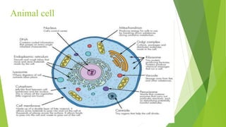 Animal cell
 