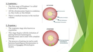 1. Leptotene :
✓ The first stage of Prophase I is called
Leptotene or leptonema.
✓ All the chromosomes begin to condense,
so, they looks as fine thread.
✓ There is marked increase in the nuclear
volume.
2. Zygotene :
✓ The zygotene stage also known as
zygonema.
✓ This stage begins with the initiation of
pairing between homologous
chromosomes and it ends with complete
pairing.
✓ The process of pairing (at end to end)
between homologous chromosomes is
known as Synapsis (Homologous
dyads).
 
