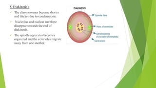 5. Diakinesis :
✓ The chromosomes become shorter
and thicker due to condensation.
✓ Nucleolus and nuclear envelope
disappear towards the end of
diakinesis.
✓ The spindle apparatus becomes
organized and the centrioles migrate
away from one another.
 