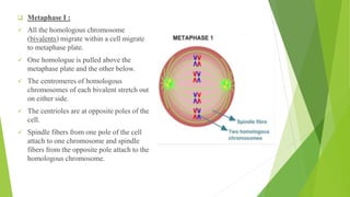 ❑ Metaphase I :
✓ All the homologous chromosome
(bivalents) migrate within a cell migrate
to metaphase plate.
✓ One homologue is pulled above the
metaphase plate and the other below.
✓ The centromeres of homologous
chromosomes of each bivalent stretch out
on either side.
✓ The centrioles are at opposite poles of the
cell.
✓ Spindle fibers from one pole of the cell
attach to one chromosome and spindle
fibers from the opposite pole attach to the
homologous chromosome.
 