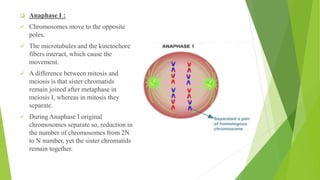 ❑ Anaphase I :
✓ Chromosomes move to the opposite
poles.
✓ The microtubules and the kinetochore
fibers interact, which cause the
movement.
✓ A difference between mitosis and
meiosis is that sister chromatids
remain joined after metaphase in
meiosis I, whereas in mitosis they
separate.
✓ During Anaphase I original
chromosomes separate so, reduction in
the number of chromosomes from 2N
to N number, yet the sister chromatids
remain together.
 