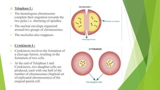 ❑ Telophase I :
✓ The homologous chromosome
complete their migration towards the
two poles i.e. shortning of spindles.
✓ The nuclear envelope organized
around two groups of chromosomes.
✓ The nucleolus also reappears.
➢ Cytokinesis I :
➢ Cytokinesis involves the formation of
a cleavage furrow, resulting in the
formation of two cells.
➢ At the end of Telophase I and
Cytokinesis, two daughter cells are
produced, each with one half of the
number of chromosomes (haploid set
of replicated chromosomes) of the
original parent cell.
 