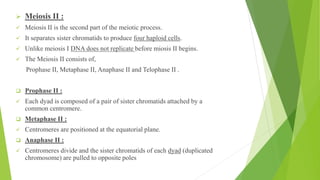 ➢ Meiosis II :
✓ Meiosis II is the second part of the meiotic process.
✓ It separates sister chromatids to produce four haploid cells.
✓ Unlike meiosis I DNA does not replicate before miosis II begins.
✓ The Meiosis II consists of,
Prophase II, Metaphase II, Anaphase II and Telophase II .
❑ Prophase II :
✓ Each dyad is composed of a pair of sister chromatids attached by a
common centromere.
❑ Metaphase II :
✓ Centromeres are positioned at the equatorial plane.
❑ Anaphase II :
✓ Centromeres divide and the sister chromatids of each dyad (duplicated
chromosome) are pulled to opposite poles
 