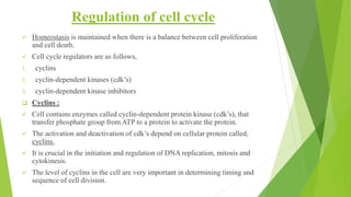 Regulation of cell cycle
✓ Homeostasis is maintained when there is a balance between cell proliferation
and cell death.
✓ Cell cycle regulators are as follows,
1. cyclins
2. cyclin-dependent kinases (cdk’s)
3. cyclin-dependent kinase inhibitors
❑ Cyclins :
✓ Cell contains enzymes called cyclin-dependent protein kinase (cdk’s), that
transfer phosphate group from ATP to a protein to activate the protein.
✓ The activation and deactivation of cdk’s depend on cellular protein called,
cyclins.
✓ It is crucial in the initiation and regulation of DNA replication, mitosis and
cytokinesis.
✓ The level of cyclins in the cell are very important in determining timing and
sequence of cell division.
 