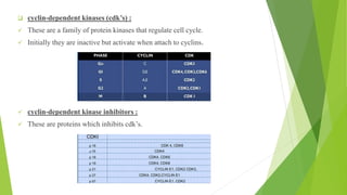 ❑ cyclin-dependent kinases (cdk’s) :
✓ These are a family of protein kinases that regulate cell cycle.
✓ Initially they are inactive but activate when attach to cyclins.
✓ cyclin-dependent kinase inhibitors :
✓ These are proteins which inhibits cdk’s.
 