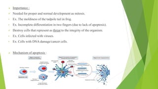 ➢ Importance :
✓ Needed for proper and normal development as mitosis.
• Ex. The moldiness of the tadpole tail in frog.
• Ex. Incomplete differentiation in two fingers (due to lack of apoptosis).
✓ Destroy cells that represent as threat to the integrity of the organism.
• Ex. Cells infected with viruses.
• Ex. Cells with DNA damage/cancer cells.
➢ Mechanism of apoptosis :
 