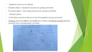 ▪ Apoptosis occurs in two phases,
✓ Initiation phase : (Apoptosis enzyme are getting activated).
✓ Execution phase : (Activating enzymes are causing cell death).
1. Initiation phase :
✓ In this phase enzymes that are involved in apoptosis are get activated.
✓ Caspases (cysteine-aspartic proteases) are a family of protease enzymes playing
essential roles in programmed cell death.
 