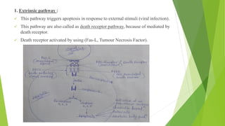 1. Extrinsic pathway :
✓ This pathway triggers apoptosis in response to external stimuli (viral infection).
✓ This pathway are also called as death receptor pathway, because of mediated by
death receptor.
✓ Death receptor activated by using (Fas-L, Tumour Necrosis Factor).
 