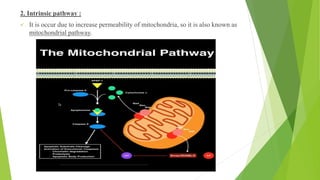 2. Intrinsic pathway :
✓ It is occur due to increase permeability of mitochondria, so it is also known as
mitochondrial pathway.
 
