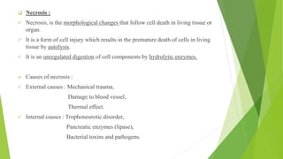 ❑ Necrosis :
✓ Necrosis, is the morphological changes that follow cell death in living tissue or
organ.
✓ It is a form of cell injury which results in the premature death of cells in living
tissue by autolysis.
✓ It is an unregulated digestion of cell components by hydrolytic enzymes.
➢ Causes of necrosis :
✓ External causes : Mechanical trauma,
Damage to blood vessel,
Thermal effect.
✓ Internal causes : Trophoneurotic disorder,
Pancreatic enzymes (lipase),
Bacterial toxins and pathogens.
 