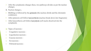 ✓ After the cytoplasmic changes these, two pathways divides as per the nuclear
changes.
2. Nuclear changes :
▪ Blebbing is followed by the pyknosis (the nucleus shrink and the chromatin
condenses).
▪ After pyknosis cell follow karyorrhexis (nucleus break down into fragments)
▪ After karyorrhexis cell follow karyolysis (cell nuclei dissolved into the
cytoplasm).
❑ Types of necrosis :
1. Coagulative necrosis :
2. Liquefaction necrosis :
3. Caseous necrosis :
4. Fat necrosis :
5. Fibrinoid necrosis :
 