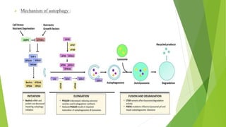 ➢ Mechanism of autophagy :
 