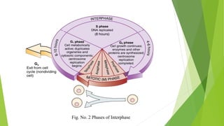 Fig. No. 2 Phases of Interphase
 
