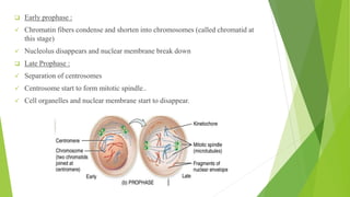 ❑ Early prophase :
✓ Chromatin fibers condense and shorten into chromosomes (called chromatid at
this stage)
✓ Nucleolus disappears and nuclear membrane break down
❑ Late Prophase :
✓ Separation of centrosomes
✓ Centrosome start to form mitotic spindle..
✓ Cell organelles and nuclear membrane start to disappear.
 