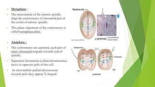➢ Metaphase :
✓ The microtubule of the mitotic spindle
align the centromeres of chromatid pair at
the centre of mitotic spindle.
✓ This plane alignment of the centromeres is
called metaphase plate.
➢ Anaphase :
✓ The centromeres are seprated, each pair of
sister chromatid migrate towards end of
spindle.
✓ Separated chromatids (called chromosome)
move to opposite pole of the cell.
✓ As microtubule pulled chromosome
towards pole they appear V-shaped.
 