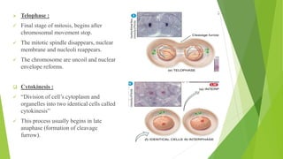 ➢ Telophase :
✓ Final stage of mitosis, begins after
chromosomal movement stop.
✓ The mitotic spindle disappears, nuclear
membrane and nucleoli reappears.
✓ The chromosome are uncoil and nuclear
envelope reforms.
❑ Cytokinesis :
✓ “Division of cell’s cytoplasm and
organelles into two identical cells called
cytokinesis”
✓ This process usually begins in late
anaphase (formation of cleavage
furrow).
 