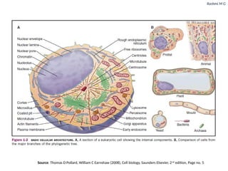 Pollarding Cell Cell biology(Introduction, Discovery, evolution of cell, Cell theory ...