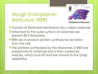 Cell Biology presentation for IBDP Biology HL | PPTX