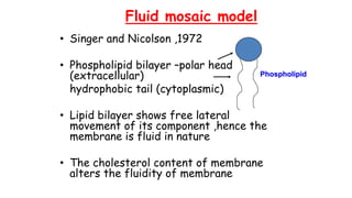 Fluid mosaic model
• Singer and Nicolson ,1972
• Phospholipid bilayer –polar head
(extracellular)
hydrophobic tail (cytoplasmic)
• Lipid bilayer shows free lateral
movement of its component ,hence the
membrane is fluid in nature
• The cholesterol content of membrane
alters the fluidity of membrane
Phospholipid
 