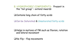 B. HYDROPHOBIC COMPONENTS- Present in
the ‘’tail group’’ – extend inwards
Contains long chain of fatty acids
Can be Saturated & Unsaturated fatty acids
Helps in motions of PM such as flexion, rotation
and lateral movement
No flip – flop movements
 