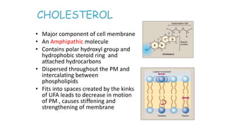 CHOLESTEROL
• Major component of cell membrane
• An Amphipathic molecule
• Contains polar hydroxyl group and
hydrophobic steroid ring and
attached hydrocarbons
• Dispersed throughout the PM and
intercalating between
phospholipids
• Fits into spaces created by the kinks
of UFA leads to decrease in motion
of PM , causes stiffening and
strengthening of membrane
 