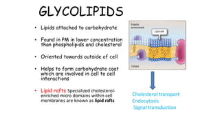 GLYCOLIPIDS
• Lipids attached to carbohydrate
• Found in PM in lower concentration
than phospholipids and cholesterol
• Oriented towards outside of cell
• Helps to form carbohydrate coat
which are involved in cell to cell
interactions
• Lipid rafts Specialized cholesterol-
enriched micro domains within cell
membranes are known as lipid rafts
Cholesterol transport
Endocytosis
Signal transduction
 