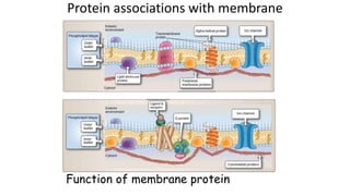 Protein associations with membrane
Function of membrane protein
 
