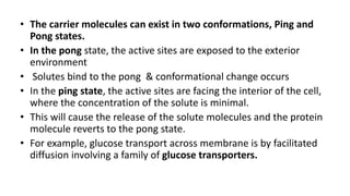 • The carrier molecules can exist in two conformations, Ping and
Pong states.
• In the pong state, the active sites are exposed to the exterior
environment
• Solutes bind to the pong & conformational change occurs
• In the ping state, the active sites are facing the interior of the cell,
where the concentration of the solute is minimal.
• This will cause the release of the solute molecules and the protein
molecule reverts to the pong state.
• For example, glucose transport across membrane is by facilitated
diffusion involving a family of glucose transporters.
 