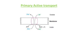 Primary Active transport
 