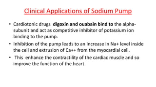 Clinical Applications of Sodium Pump
• Cardiotonic drugs digoxin and ouabain bind to the alpha-
subunit and act as competitive inhibitor of potassium ion
binding to the pump.
• Inhibition of the pump leads to an increase in Na+ level inside
the cell and extrusion of Ca++ from the myocardial cell.
• This enhance the contractility of the cardiac muscle and so
improve the function of the heart.
 