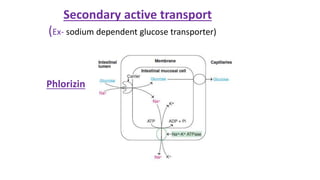 Secondary active transport
(Ex- sodium dependent glucose transporter)
Phlorizin
 
