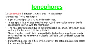 Ionophores
Ex- valinomycin, a diffusion (shuttle) type ion transporter
It is obtained from Streptomyces.
• It permits transport of K across cell membranes.
• It has a polar interior that interacts with K, and a non-polar exterior which
enables it to interact with the membrane.
• The non-polar exterior is due to the hydrophobic side chains of the non-polar
amino acids that constitute this antibiotic.
• These side chains easily intercalate with the hydrophobic membrane matrix,
which enables the valinomycin molecule to shuttle back and forth across the
membrane.
• During the process, the K, held in the centre of the antibiotic, is carried across
the permeability barrier.
 