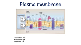 Plasma membrane
Each leaflet is 25Å
Head portion 10Å
Tail portion 15Å
 