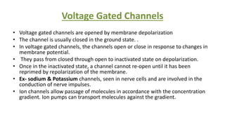 Voltage Gated Channels
• Voltage gated channels are opened by membrane depolarization
• The channel is usually closed in the ground state. .
• In voltage gated channels, the channels open or close in response to changes in
membrane potential.
• They pass from closed through open to inactivated state on depolarization.
• Once in the inactivated state, a channel cannot re-open until it has been
reprimed by repolarization of the membrane.
• Ex- sodium & Potassium channels, seen in nerve cells and are involved in the
conduction of nerve impulses.
• Ion channels allow passage of molecules in accordance with the concentration
gradient. Ion pumps can transport molecules against the gradient.
 