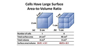 Cells Have Large Surface
Area-to-Volume Ratio
 