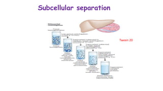 Subcellular separation
Tween 20
 