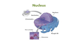 Nucleus
 