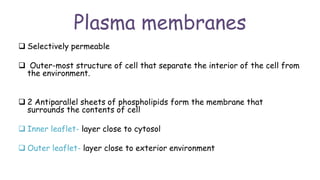 Plasma membranes
 Selectively permeable
 Outer-most structure of cell that separate the interior of the cell from
the environment.
 2 Antiparallel sheets of phospholipids form the membrane that
surrounds the contents of cell
 Inner leaflet- layer close to cytosol
 Outer leaflet- layer close to exterior environment
 