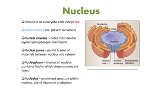 Nucleus
Present in all eukaryotic cells except RBC
Chromosomes are present in nucleus
Nuclear envelop – outer most double
layered phospholipids membrane
Nuclear pores – permit trasfer of
materials between nucleus and cytosol
Nucleoplasm – interior of nucleus
,contains fluid in which chromosomes are
found
Nucleolus – prominent structure within
nucleus ,site of ribosome production
 