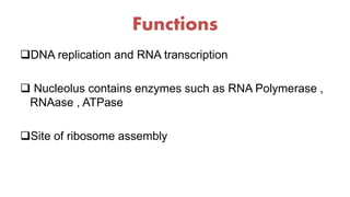 Functions
DNA replication and RNA transcription
 Nucleolus contains enzymes such as RNA Polymerase ,
RNAase , ATPase
Site of ribosome assembly
 