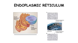 ENDOPLASMIC RETICULUM
 
