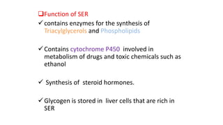 Function of SER
contains enzymes for the synthesis of
Triacylglycerols and Phospholipids
Contains cytochrome P450 involved in
metabolism of drugs and toxic chemicals such as
ethanol
 Synthesis of steroid hormones.
Glycogen is stored in liver cells that are rich in
SER
 