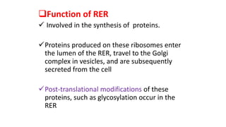 Function of RER
 Involved in the synthesis of proteins.
Proteins produced on these ribosomes enter
the lumen of the RER, travel to the Golgi
complex in vesicles, and are subsequently
secreted from the cell
Post-translational modifications of these
proteins, such as glycosylation occur in the
RER
 