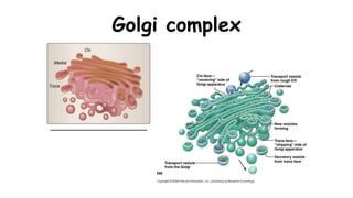 Golgi complex
 