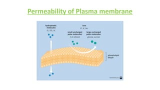 Permeability of Plasma membrane
 