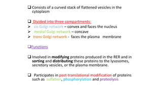  Consists of a curved stack of flattened vesicles in the
cytoplasm
 Divided into three compartments:
 cis Golgi network – convex and faces the nucleus
 medial Golgi network – concave
 trans Golgi network - faces the plasma membrane
Functions
 Involved in modifying proteins produced in the RER and in
sorting and distributing these proteins to the lysosomes,
secretory vesicles, or the plasma membrane.
 Participates in post-translational modification of proteins
such as sulfation, phosphorylation and proteolysis
 