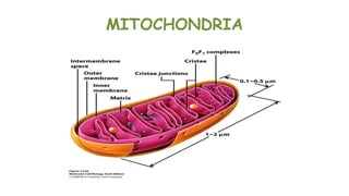 MITOCHONDRIA
 