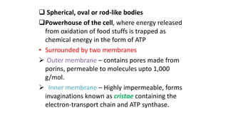  Spherical, oval or rod-like bodies
Powerhouse of the cell, where energy released
from oxidation of food stuffs is trapped as
chemical energy in the form of ATP
• Surrounded by two membranes
 Outer membrane – contains pores made from
porins, permeable to molecules upto 1,000
g/mol.
 Inner membrane – Highly impermeable, forms
invaginations known as cristae containing the
electron-transport chain and ATP synthase.
 