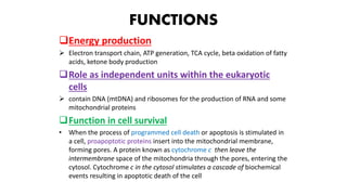 FUNCTIONS
Energy production
 Electron transport chain, ATP generation, TCA cycle, beta oxidation of fatty
acids, ketone body production
Role as independent units within the eukaryotic
cells
 contain DNA (mtDNA) and ribosomes for the production of RNA and some
mitochondrial proteins
Function in cell survival
• When the process of programmed cell death or apoptosis is stimulated in
a cell, proapoptotic proteins insert into the mitochondrial membrane,
forming pores. A protein known as cytochrome c then leave the
intermembrane space of the mitochondria through the pores, entering the
cytosol. Cytochrome c in the cytosol stimulates a cascade of biochemical
events resulting in apoptotic death of the cell
 